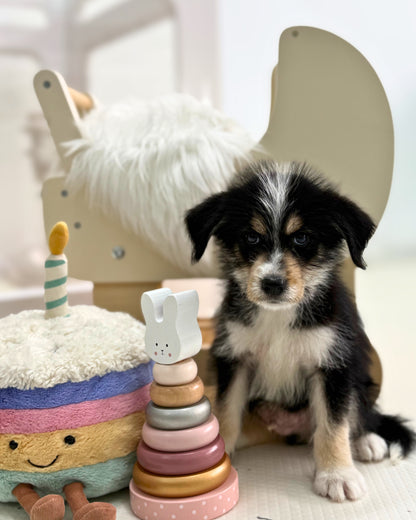 🐺Puma: Mini Parti Black & White Husky Doodle 🇸🇬 (Boy)