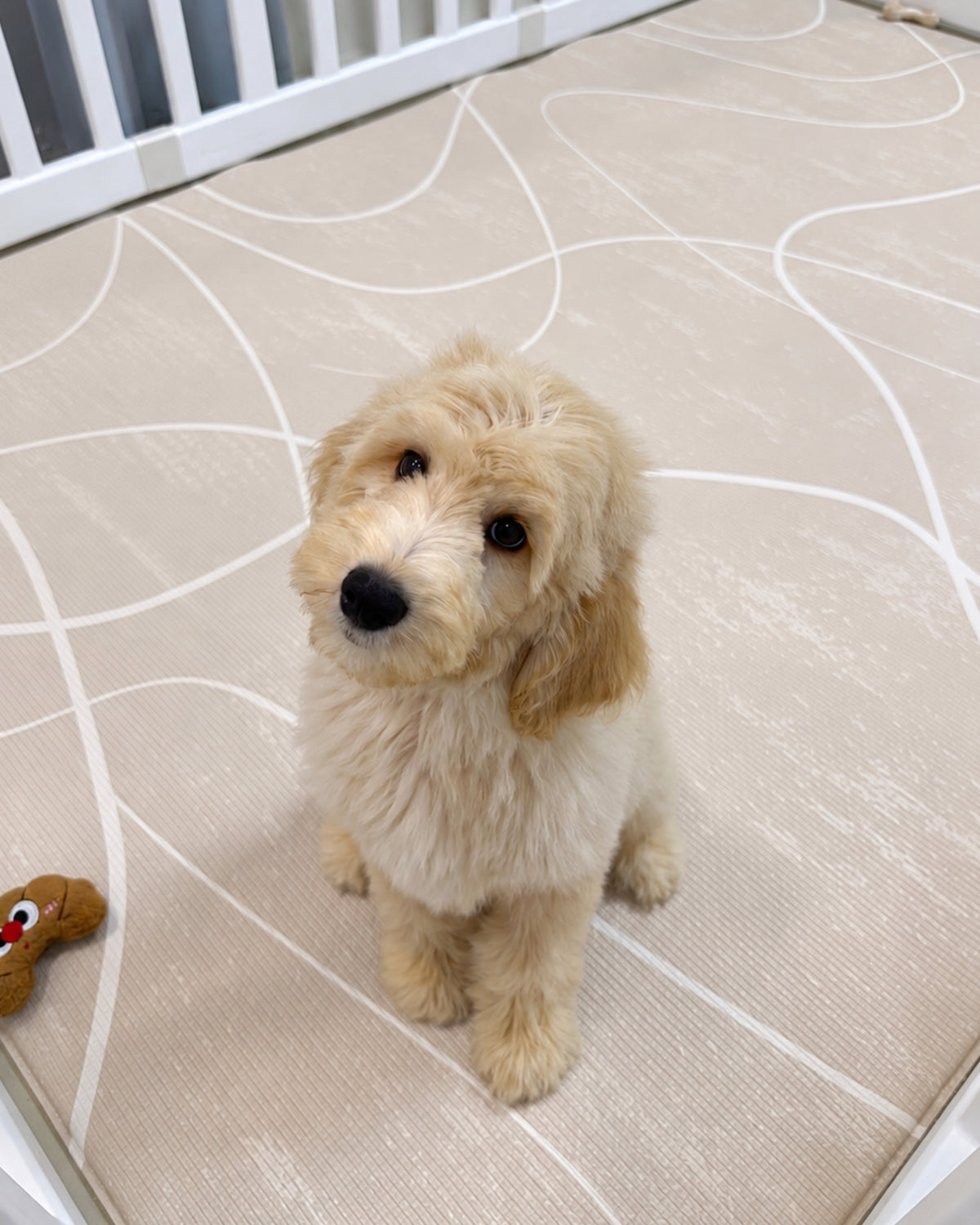 Churro: Cream Brown F1BB Mini Golden Doodle 🇸🇬 (Boy)
