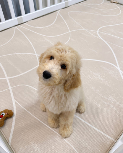 Churro: Cream Brown F1BB Mini Golden Doodle 🇸🇬 (Boy)