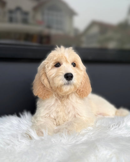 🔔 Suzu: Light Brown Mini Double Doodle 🇸🇬 (Girl)