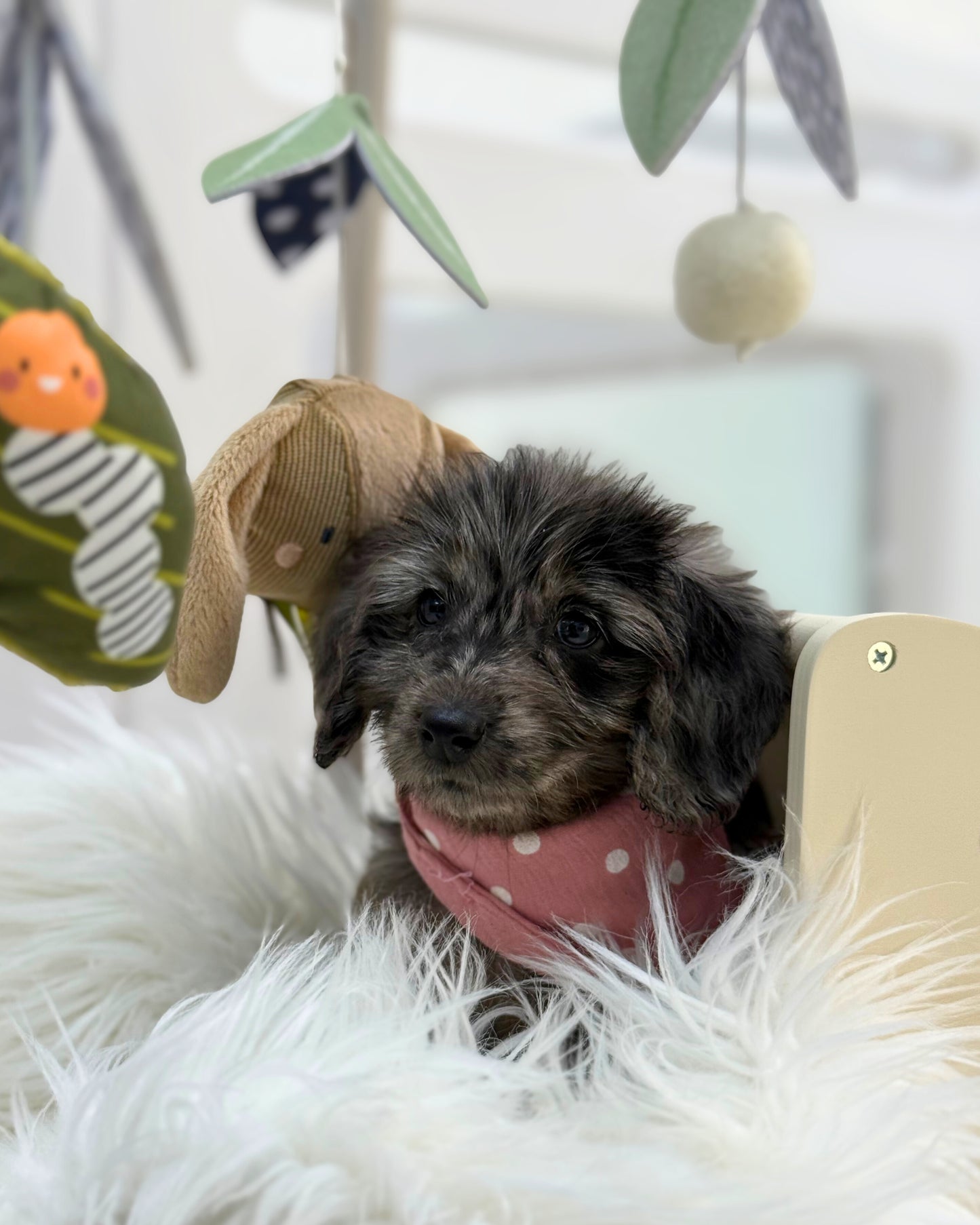 ⭐️ Cola: Mini Merle Silky Multi-Gen F1BB Golden Doxie 🇸🇬 (Girl)