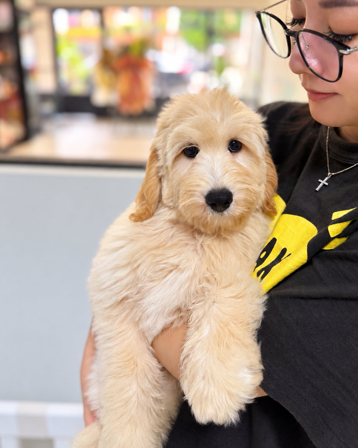 Muffin: Cream Brown F1BB Mini Golden Doodle 🇸🇬 (Girl)