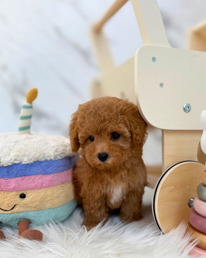 ✨ Clover: Brown Tiny Maltipoo 🇸🇬 (Girl)