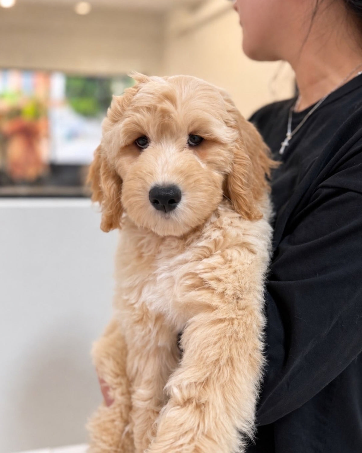 Waffle: Cream Brown F1BB Mini Golden Doodle 🇸🇬 (Boy)