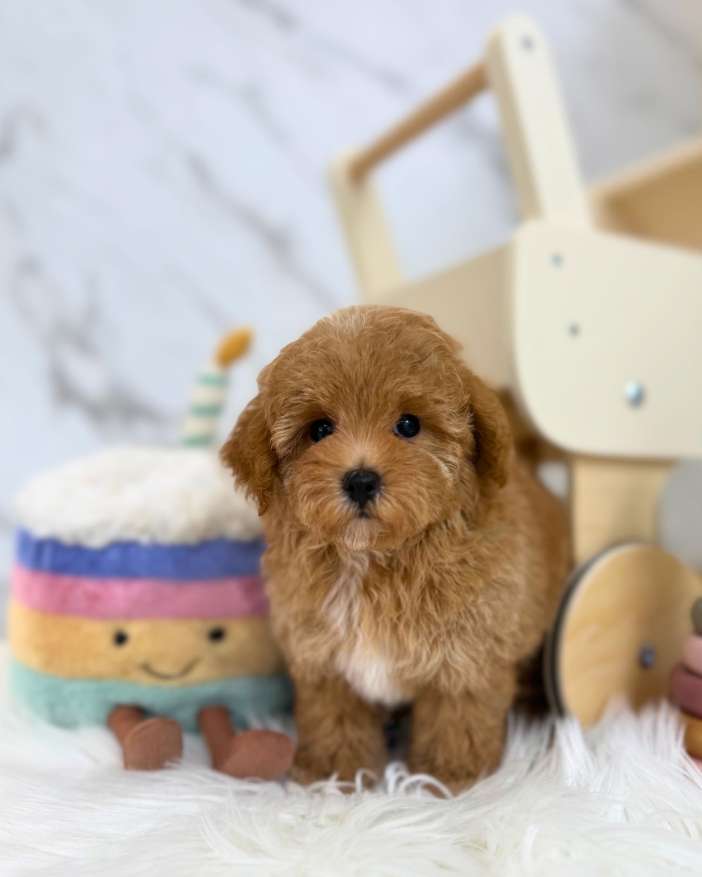✨ Poppy: Brown Tiny Maltipoo 🇸🇬 (Girl)