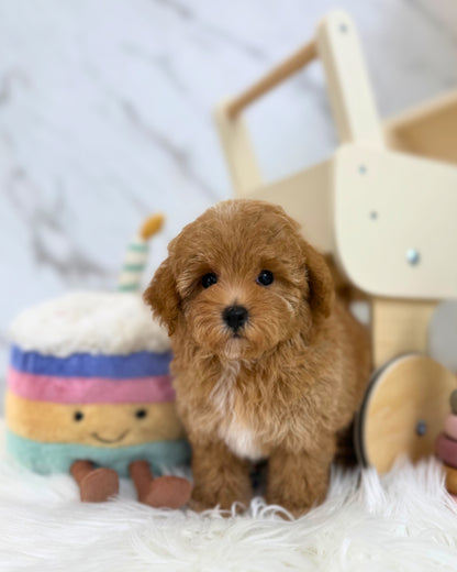 ✨ Poppy: Brown Tiny Maltipoo 🇸🇬 (Girl)