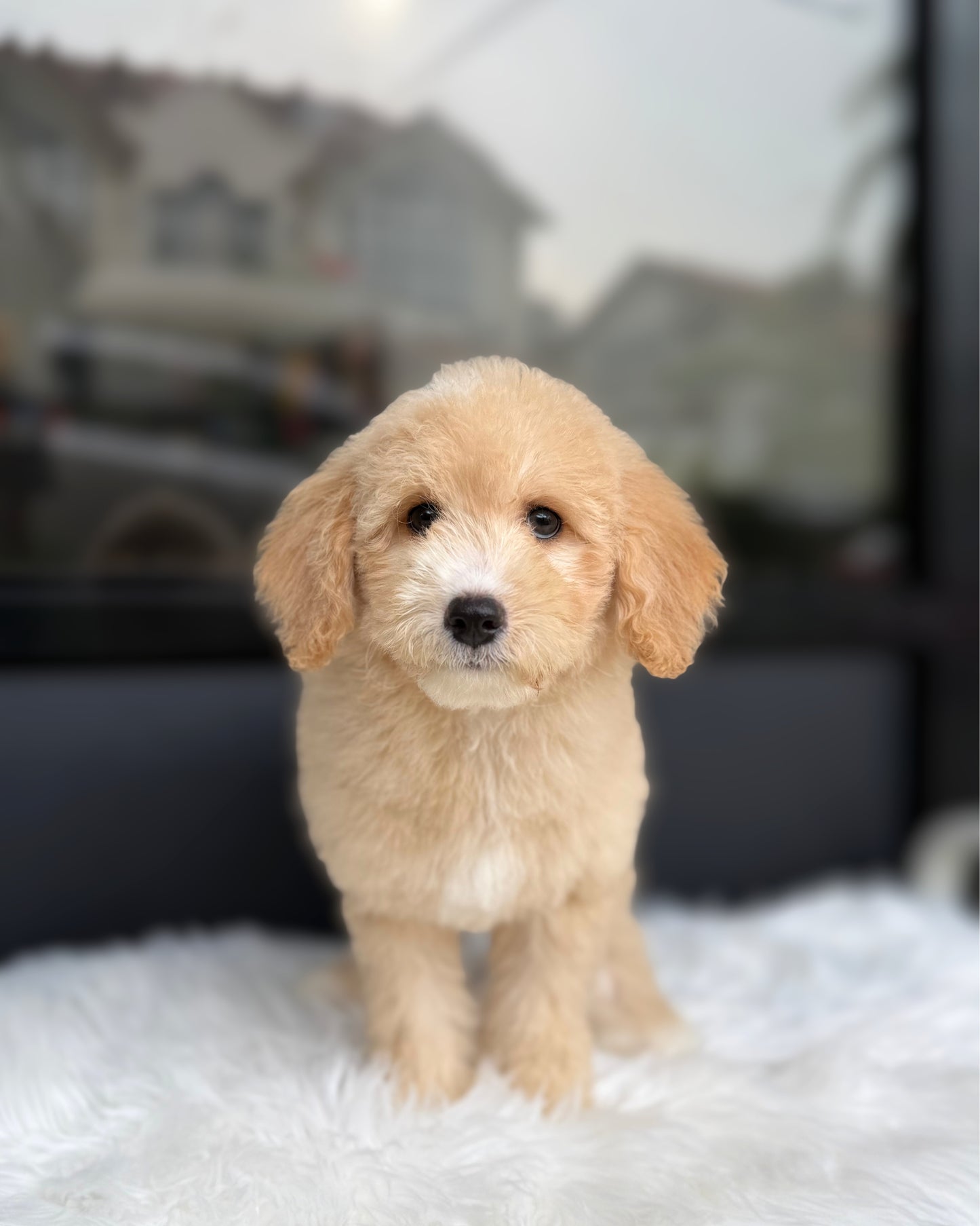 🍊 Mikan: Light Brown Mini Double Doodle 🇸🇬 (Girl)