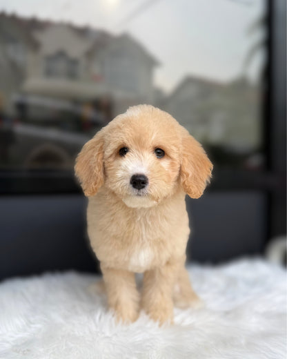 🍊 Mikan: Light Brown Mini Double Doodle 🇸🇬 (Girl)
