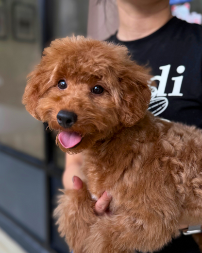 💌 Sophie: Brown Toy Poodle 🇸🇬 (Girl)