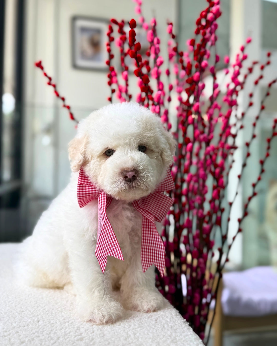 🍊🍊 Fa Cai 发财: Parti Chowpoo 🇸🇬 (Boy)