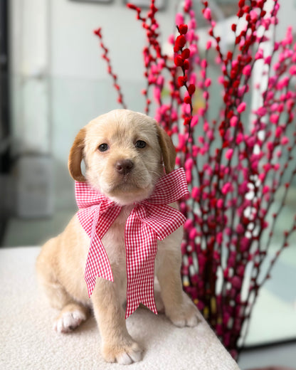 🥐🍫✨Croissant: Golden Cream Mini Labradoodle 🇸🇬 (Girl)
