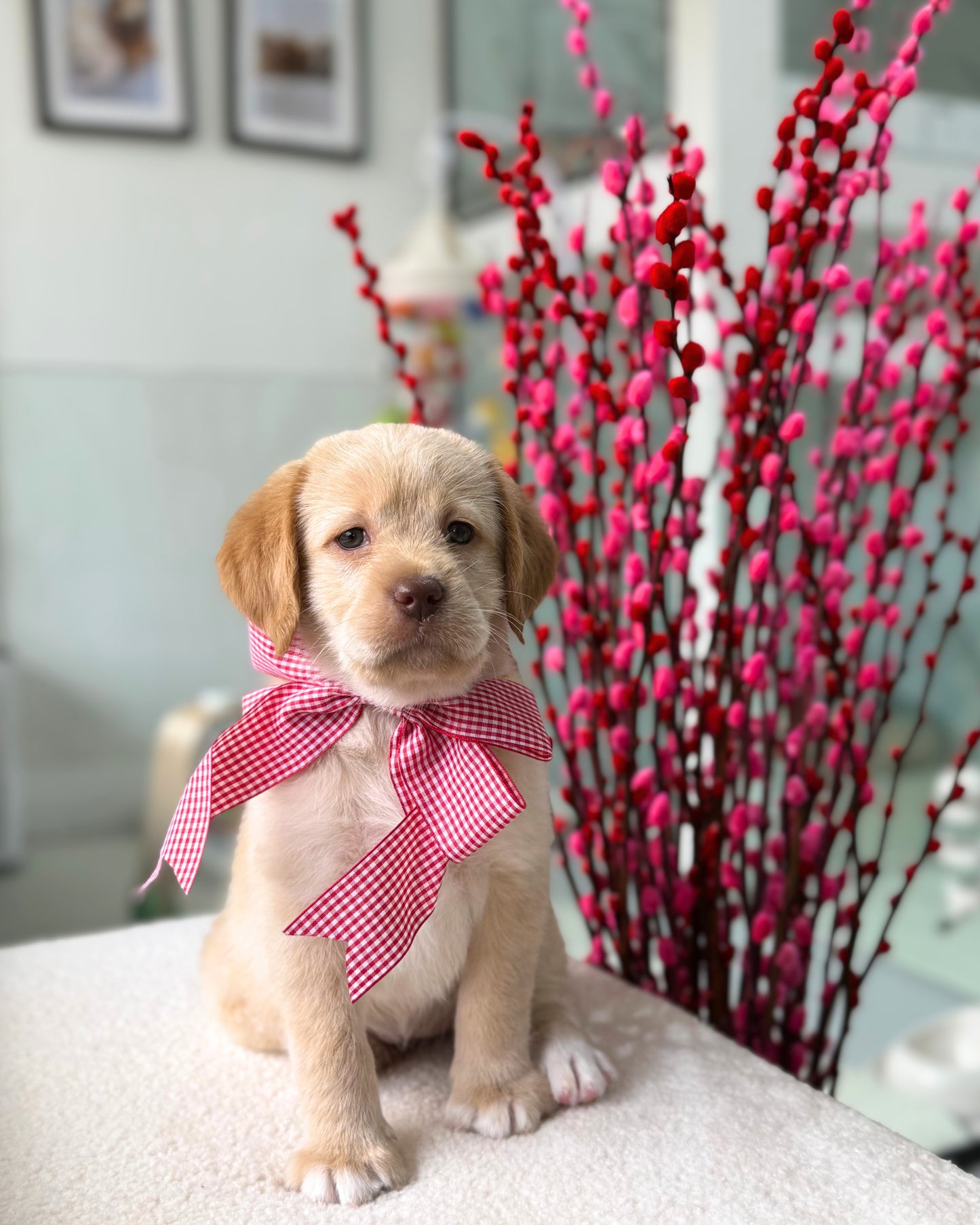 🥐🍫✨Croissant: Golden Cream Mini Labradoodle 🇸🇬 (Girl)