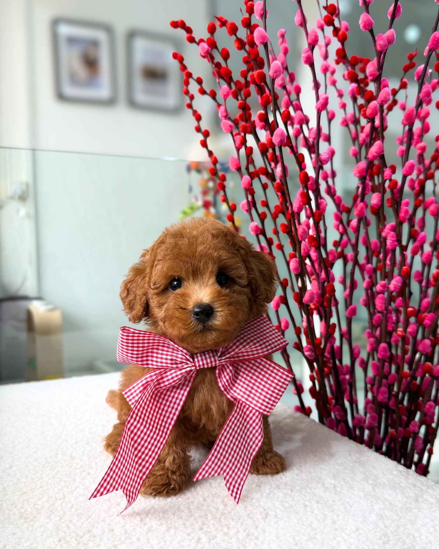 🎶🧸 Domi: Red Toy Bichonpoo 🇸🇬 (Boy)