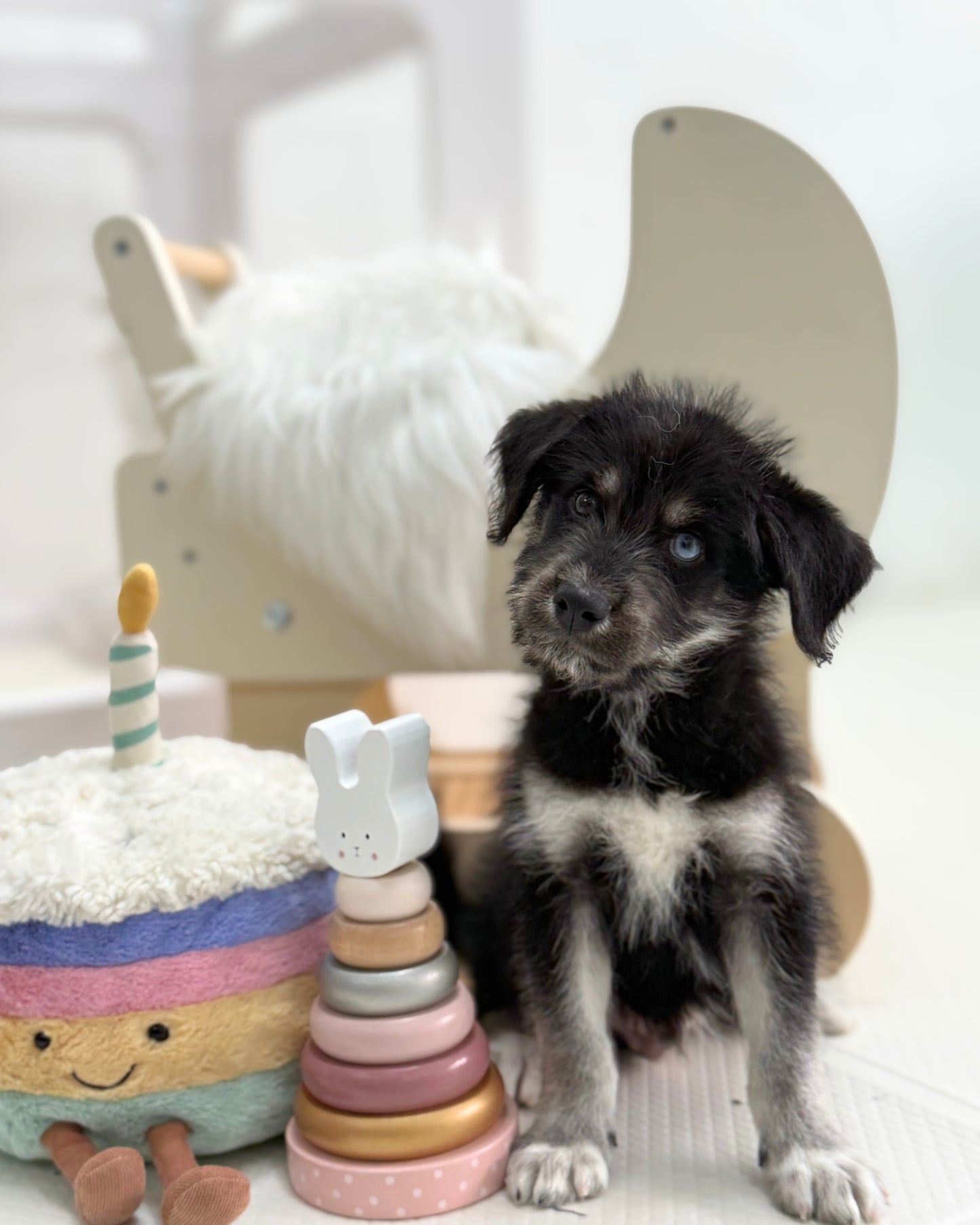 🐺Panther: Mini Parti Black & White Husky Doodle 🇸🇬 (Boy)