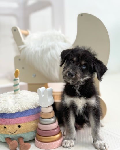 🐺Panther: Mini Parti Black & White Husky Doodle 🇸🇬 (Boy)