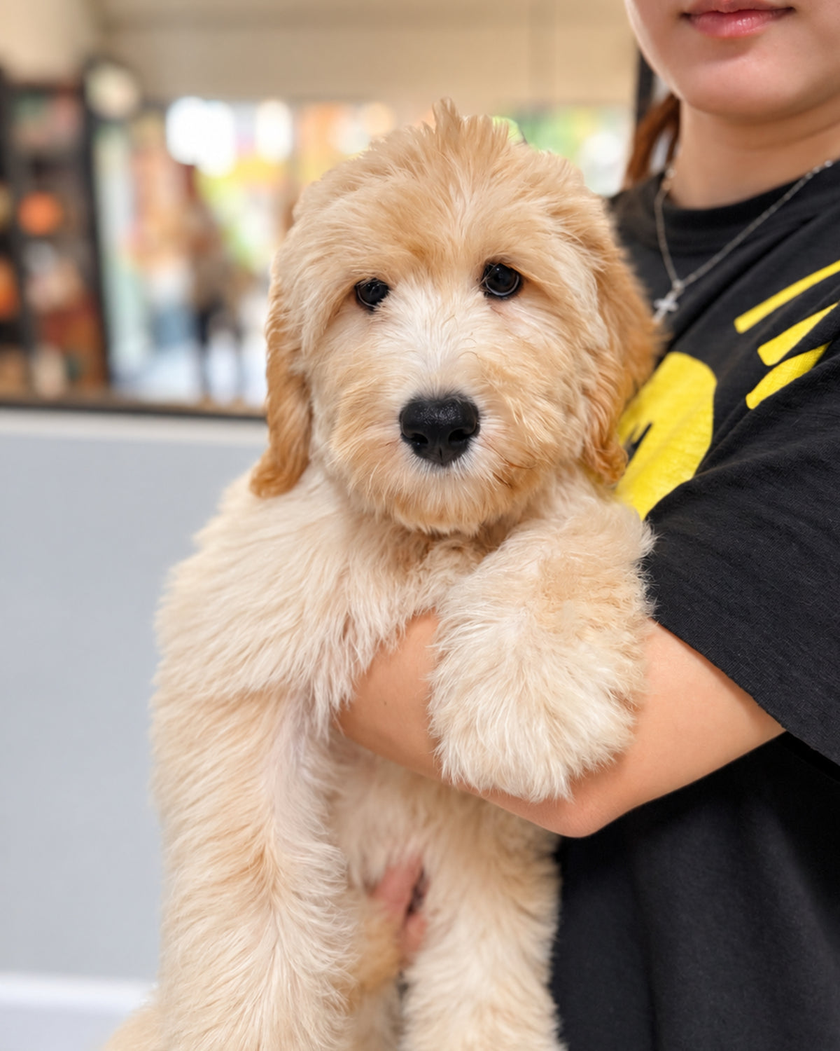 Muffin: Cream Brown F1BB Mini Golden Doodle 🇸🇬 (Girl)