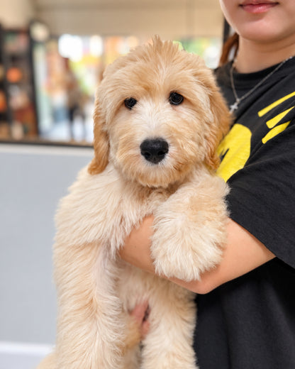 Muffin: Cream Brown F1BB Mini Golden Doodle 🇸🇬 (Girl)