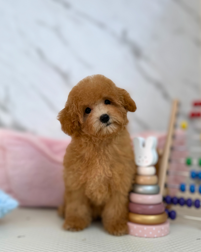 🍯 Hani: Brown Maltipoo 🇸🇬 (Girl)