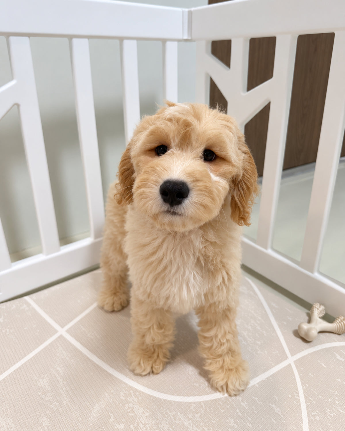 Waffle: Cream Brown F1BB Mini Golden Doodle 🇸🇬 (Boy)