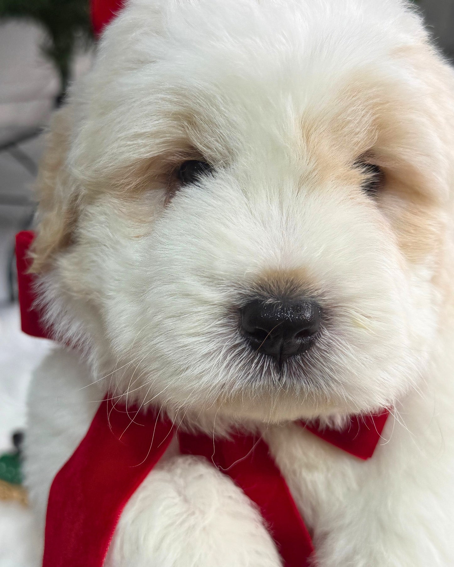 🐻‍❄️ Pangpang 胖胖: Cream Mini Chow Spitz Doodle 🇸🇬 (Boy) *