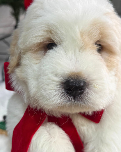 🐻‍❄️ Pangpang 胖胖: Cream Mini Chow Spitz Doodle 🇸🇬 (Boy) *