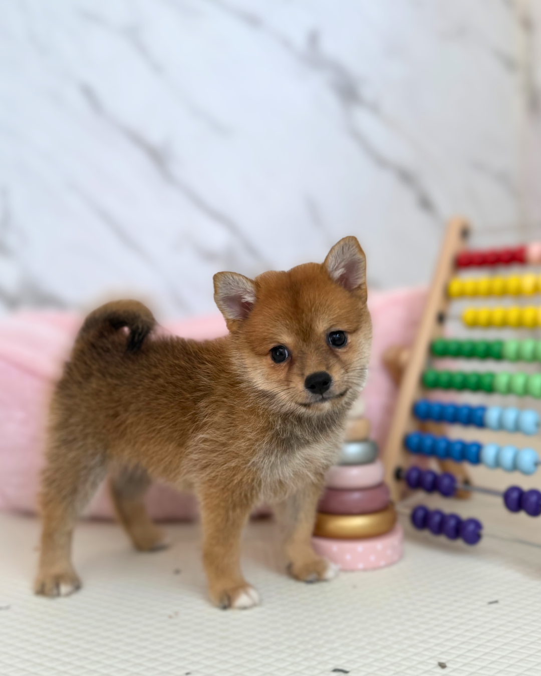 🐯 Tora-chan: Brown ShibaPom 🇸🇬 (Girl)
