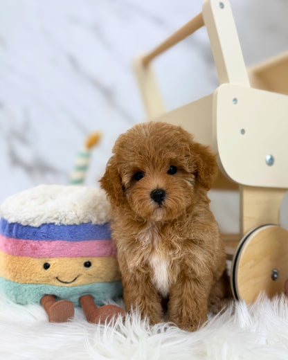 ✨ Poppy: Brown Tiny Maltipoo 🇸🇬 (Girl)