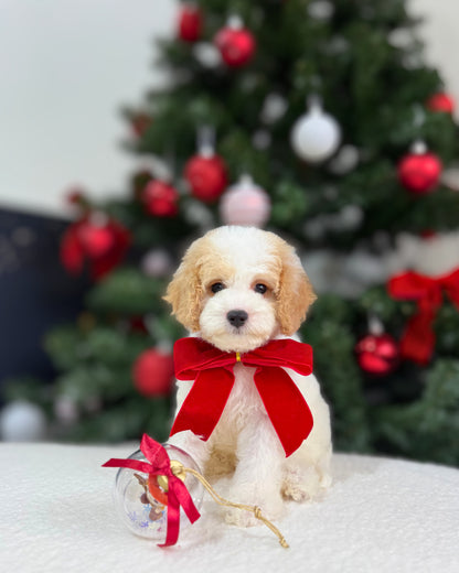 🎄Joy: Parti Brown & White Toy Cavapoo 🇸🇬 (Boy)