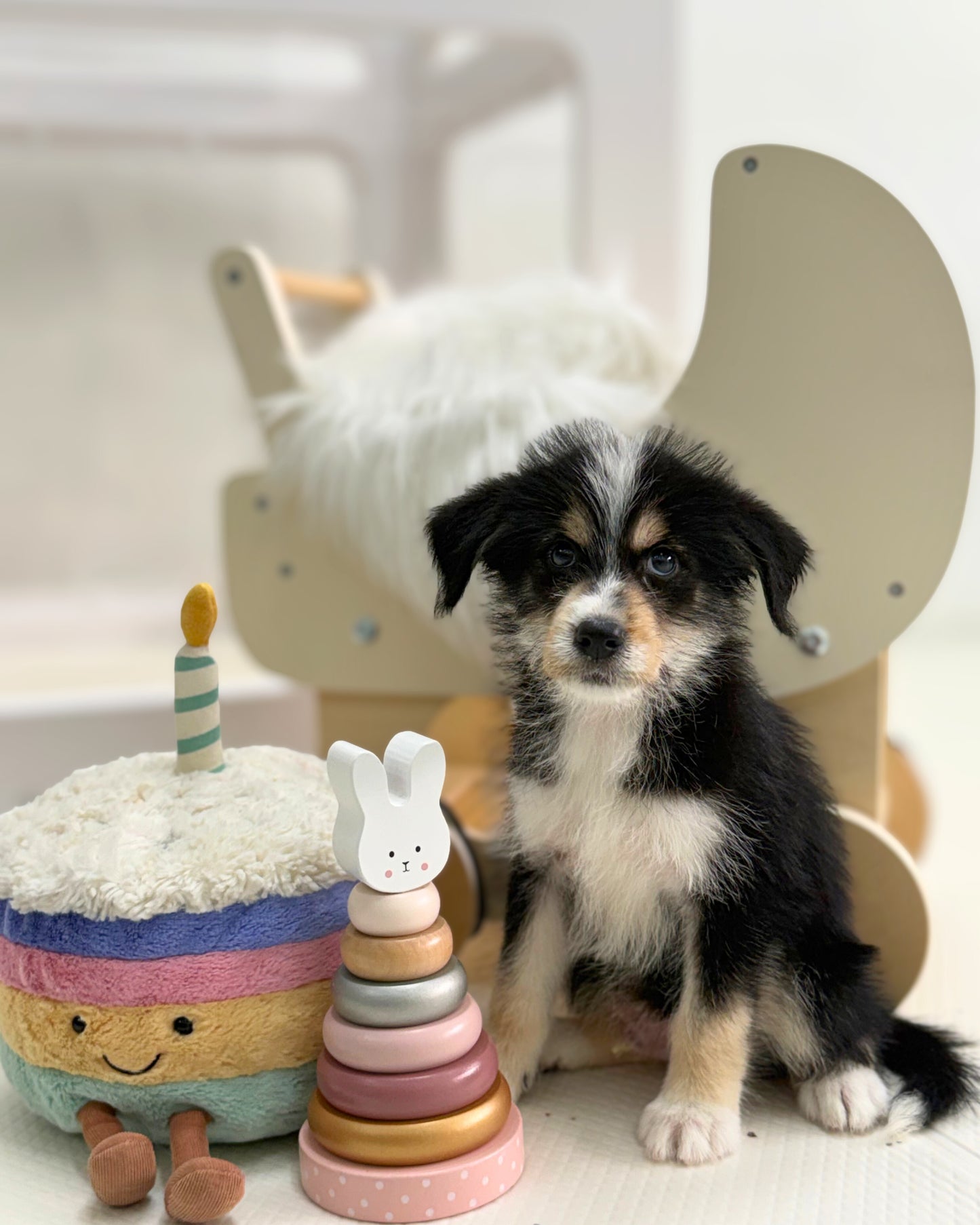 🐺Puma: Mini Parti Black & White Husky Doodle 🇸🇬 (Boy)