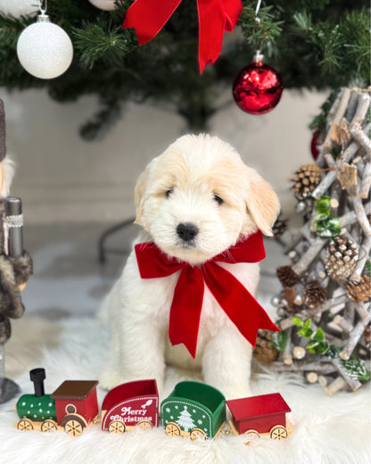 🐻‍❄️ Feifei 肥肥: Cream Mini Chow Spitz Doodle 🇸🇬 (Girl) *