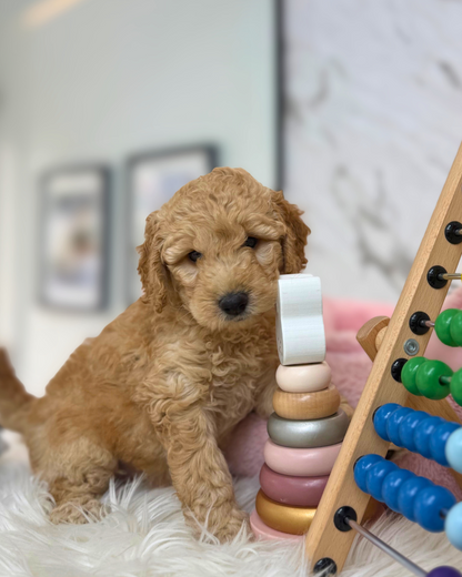 🍰 Jomi: Brown Golden Doodle F1BB 🇸🇬 (Girl)