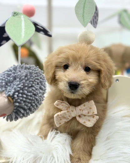 ⭐️ Latte: Mini Cream Silky Multi-Gen F1BB Golden Doxie 🇸🇬 (Boy)