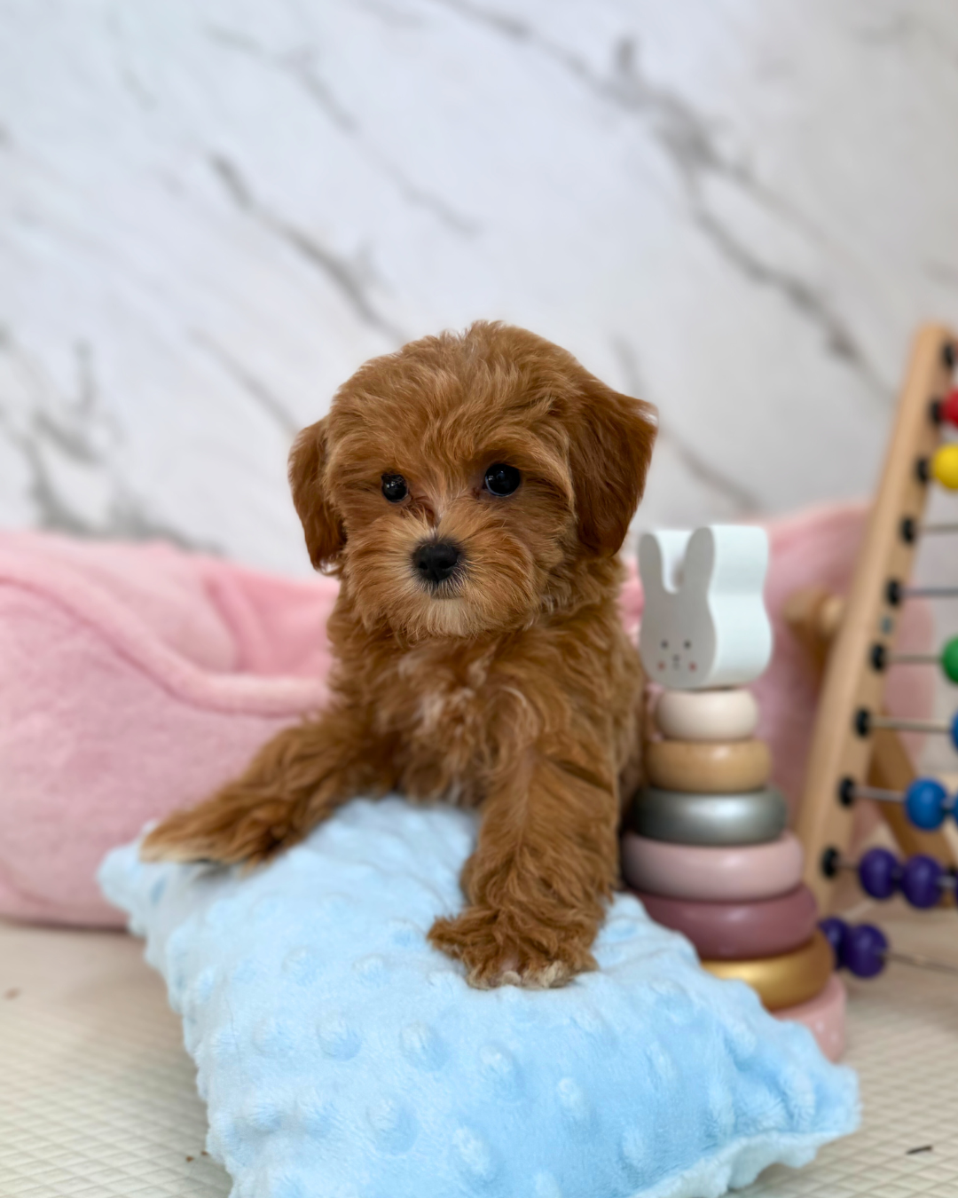 🐰 Miki: Brown Maltipoo 🇸🇬 (Girl)