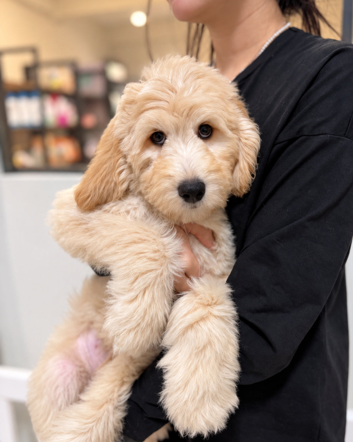 Churro: Cream Brown F1BB Mini Golden Doodle 🇸🇬 (Boy)