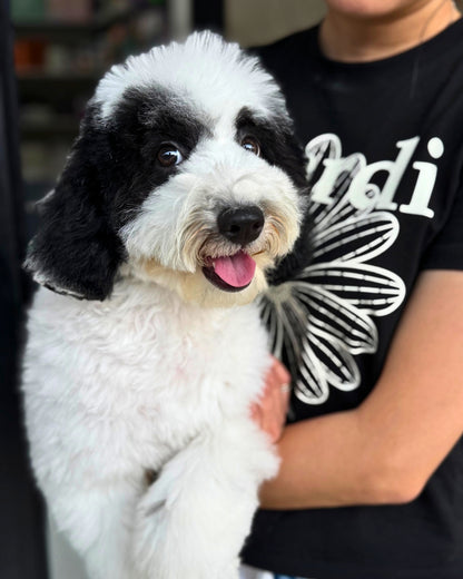 🌙 Luna: Parti Black & White Toy Miniature Poodle 🇦🇺 (Girl)