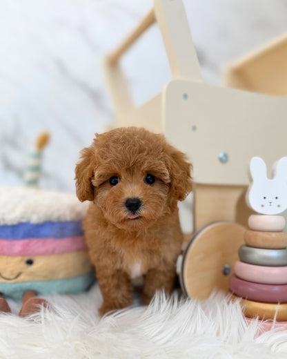 ✨ Clover: Brown Tiny Maltipoo 🇸🇬 (Girl)