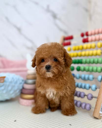 🐥 Ari: Brown Maltipoo 🇸🇬 (Girl)