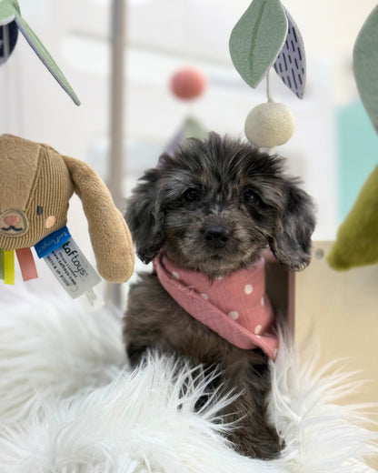 ⭐️ Cola: Mini Merle Silky Multi-Gen F1BB Golden Doxie 🇸🇬 (Girl)