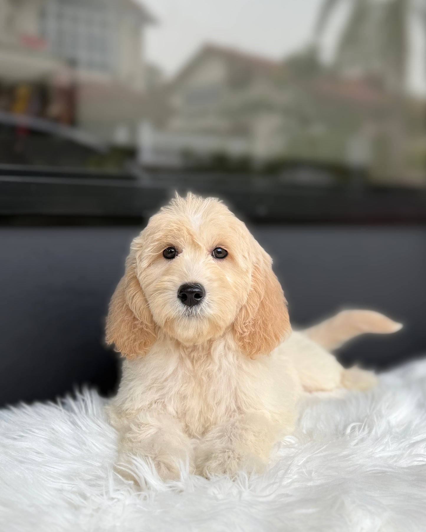 🔔 Suzu: Light Brown Mini Double Doodle 🇸🇬 (Girl)