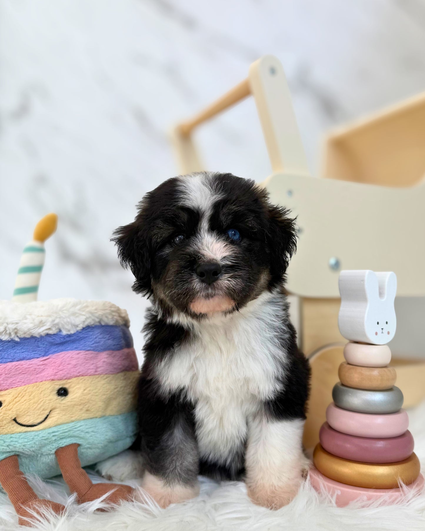 ⚡️Stormi:  Mini Parti Black & White Husky Doodle 🇸🇬 (Girl)