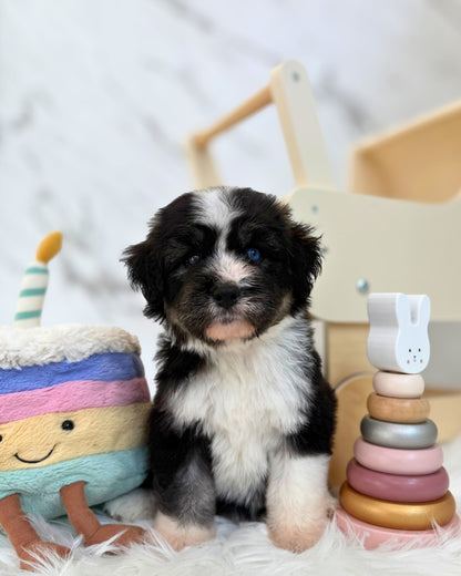 ⚡️Stormi:  Mini Parti Black & White Husky Doodle 🇸🇬 (Girl)