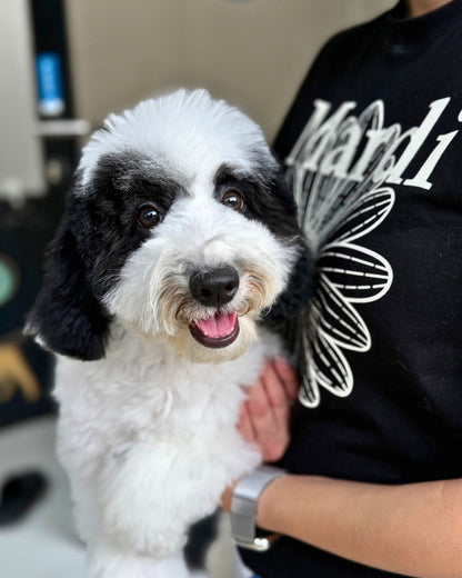 🌙 Luna: Parti Black & White Toy Miniature Poodle 🇦🇺 (Girl)