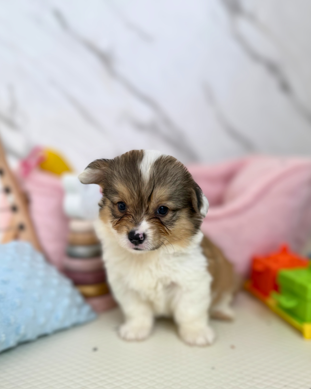 🐻 Kuma: Fluffy Tri-Colour Pembroke Welsh Corgi 🇸🇬 (Boy)