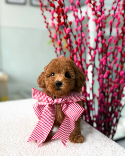 🎶🧸 Domi: Red Toy Bichonpoo 🇸🇬 (Boy)