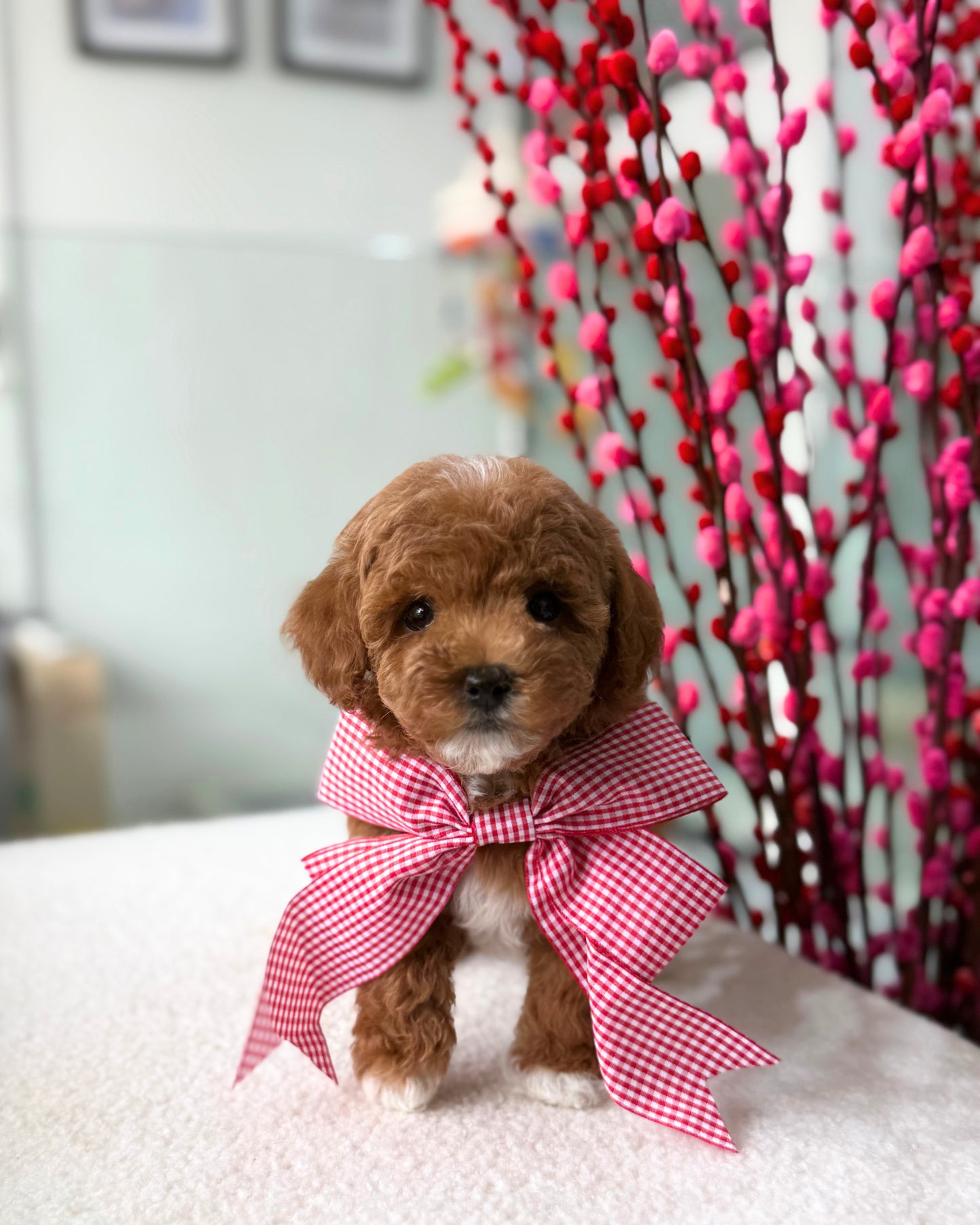 🎶🧸 Miso: Parti Red & White Toy Bichonpoo 🇸🇬 (Girl)