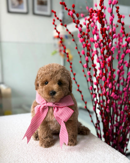 🎶🧸 Dodo: Brown Toy Bichonpoo 🇸🇬 (Girl)