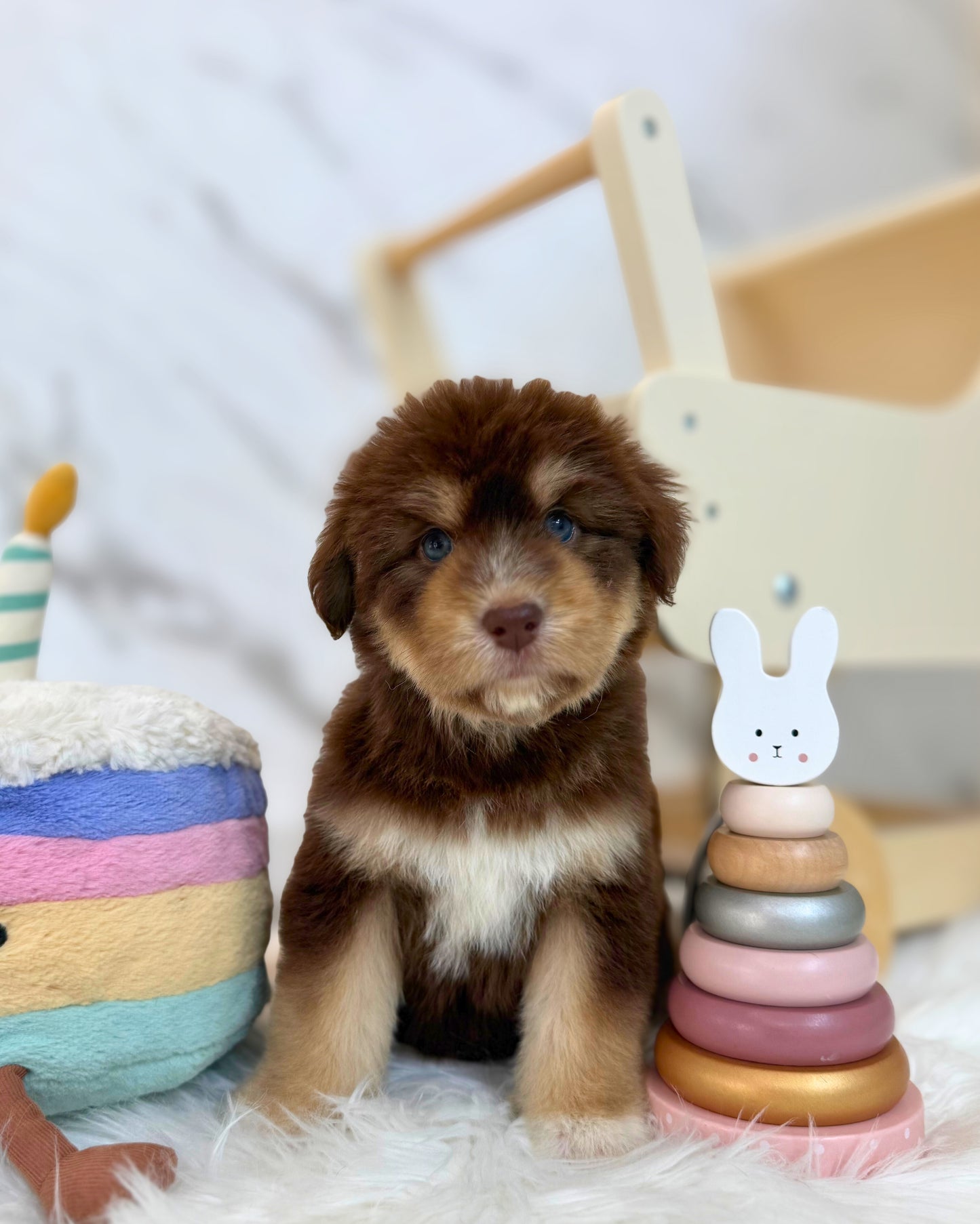 ⚡️Misti: Mini Parti Chocolate & Red White Husky Doodle 🇸🇬 (Girl)