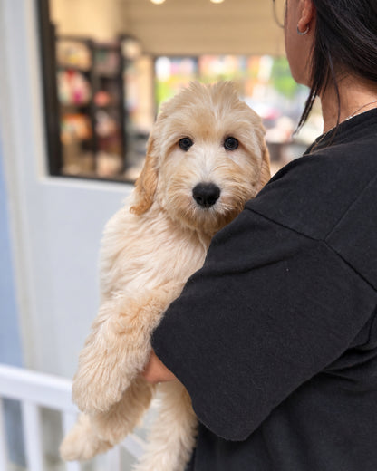 Muffin: Cream Brown F1BB Mini Golden Doodle 🇸🇬 (Girl)