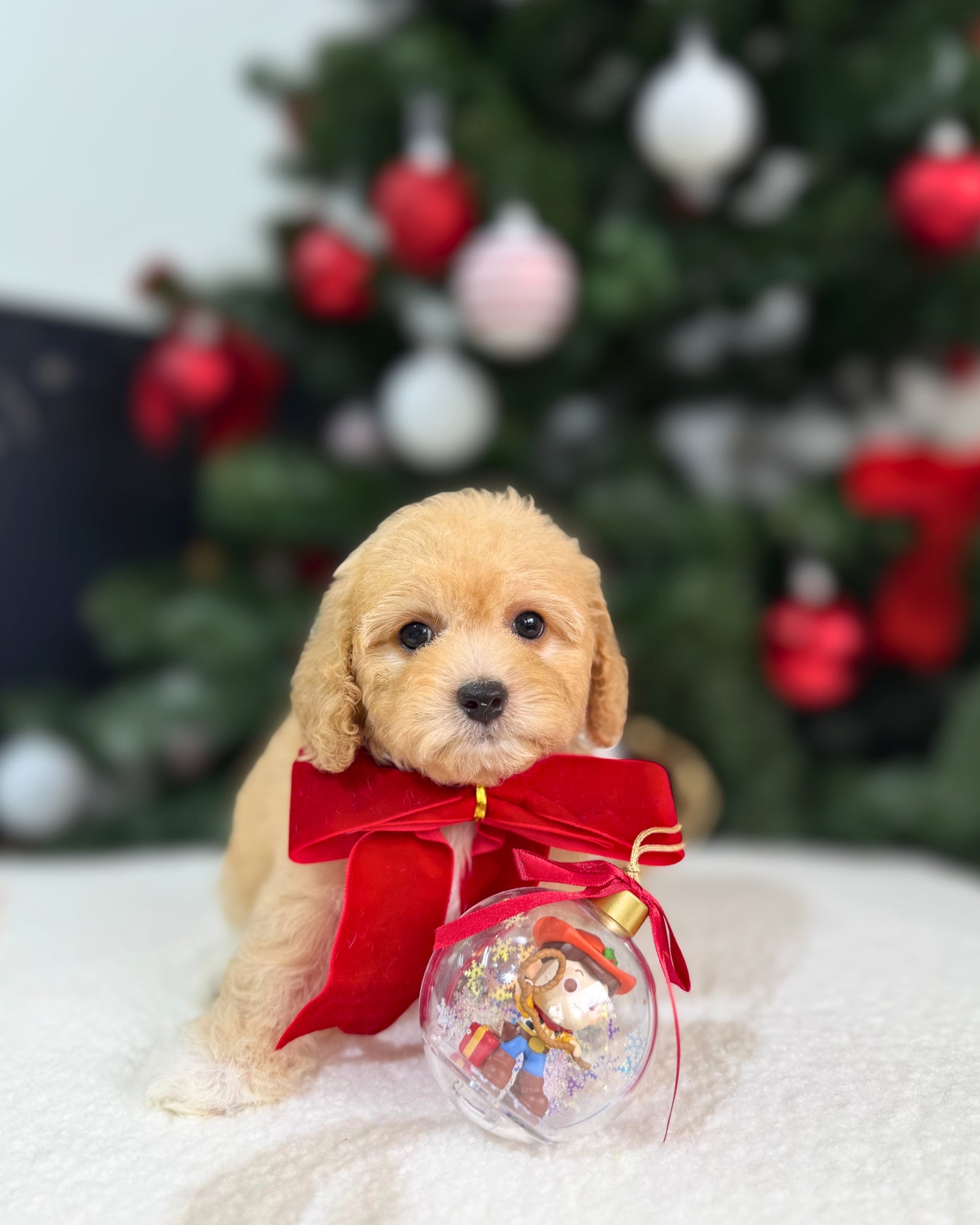 🎄Jewel: Cream Brown Toy Cavapoo 🇸🇬 (Girl)