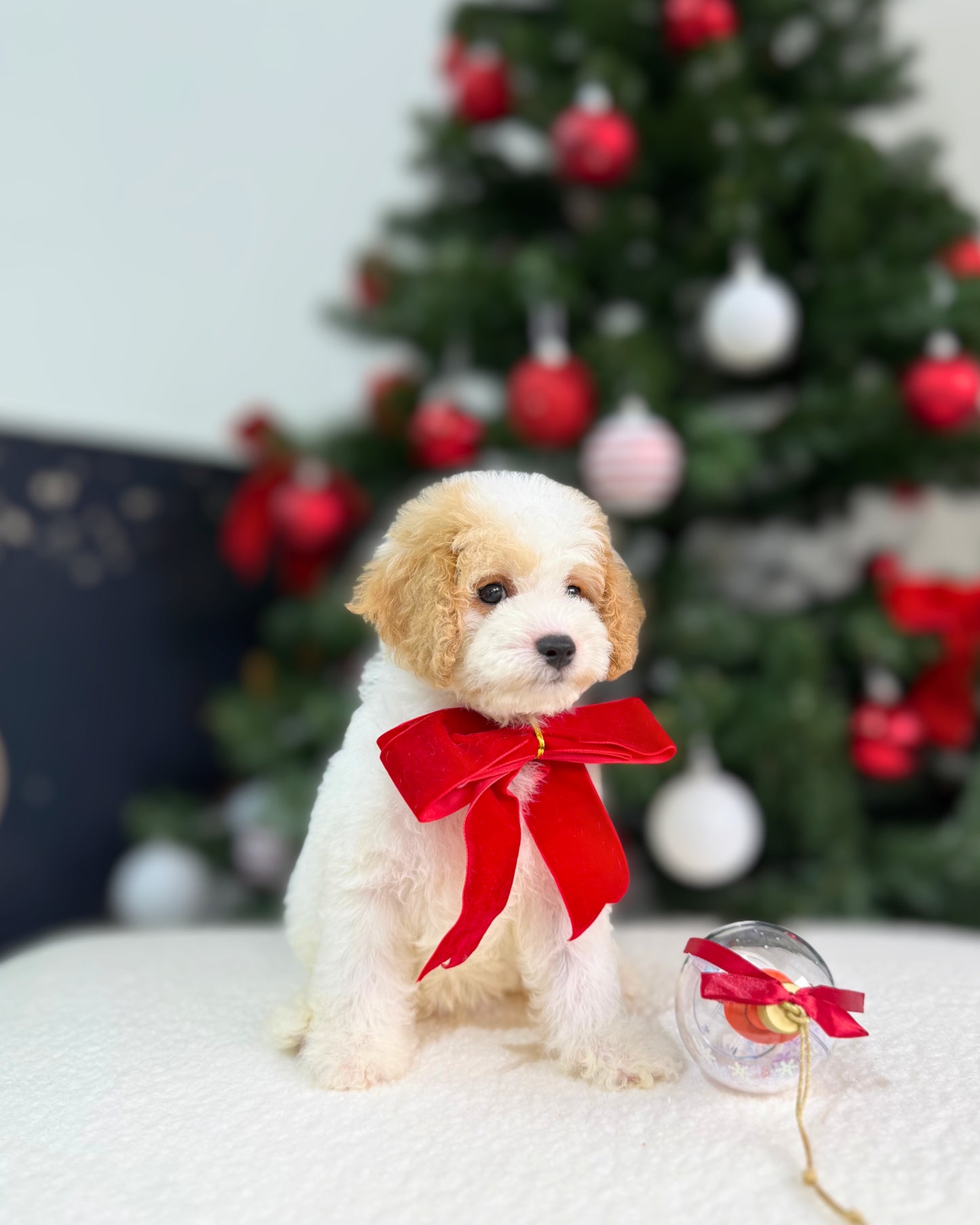 🎄Joy: Parti Brown & White Toy Cavapoo 🇸🇬 (Boy)